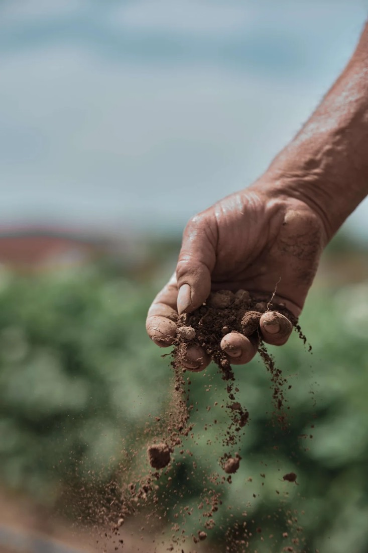 Mão a deixar cair terra sobre a horta